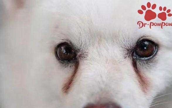 棉花面紗犬哪里有賣