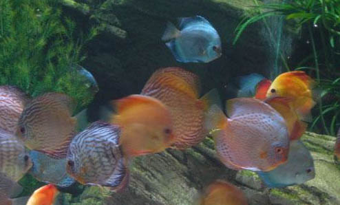 黑坑釣鯉魚用多長的魚竿