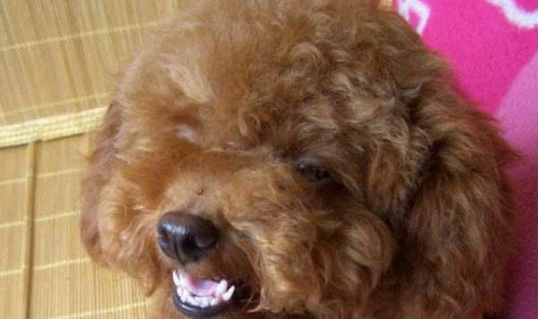怎么讓狗狗多喝水