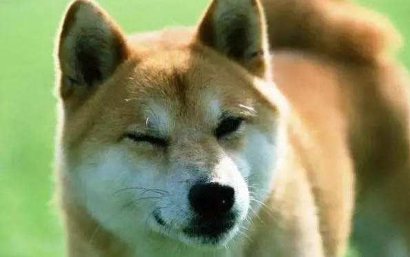 柴犬能長多大
