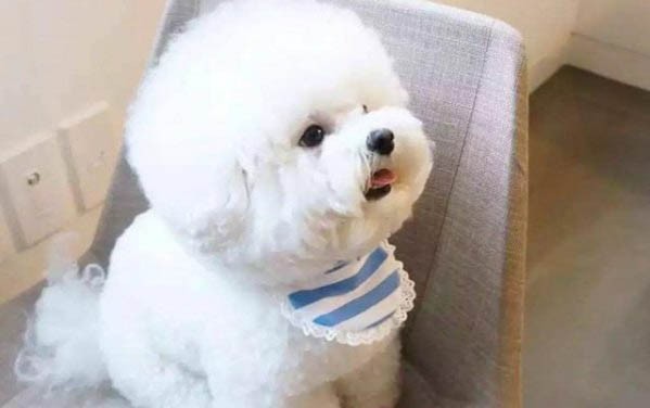 狗狗身上有蜱蟲體外驅蟲能去掉嗎
