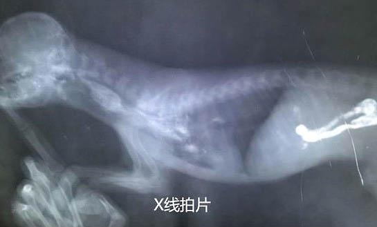 比熊光吃狗糧可以嗎