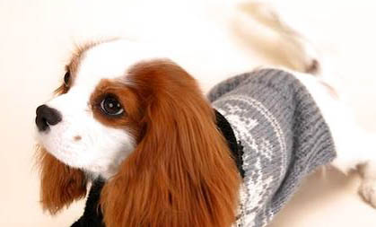 西班牙小獵犬找兔