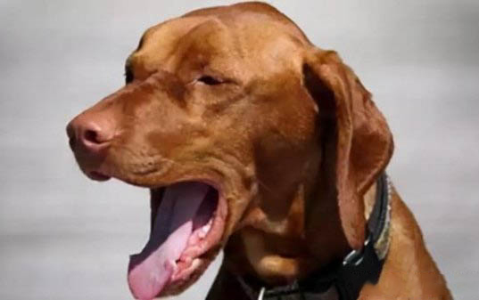 棉花面紗犬哪里有賣