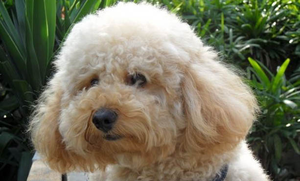 貴賓犬和雪納瑞哪個好養(yǎng)