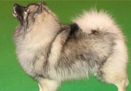 荷蘭毛獅犬不愛吃東西的原因及處理方法