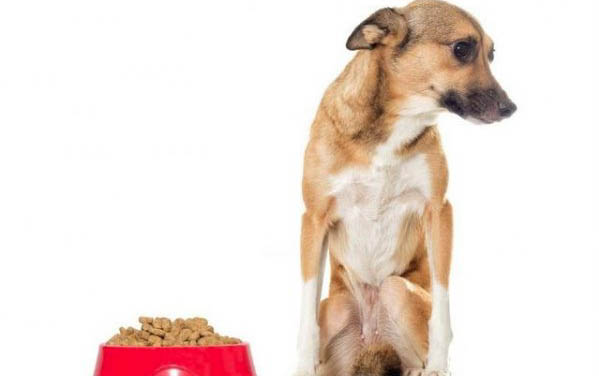 怎么知道犬蛔蟲已除盡