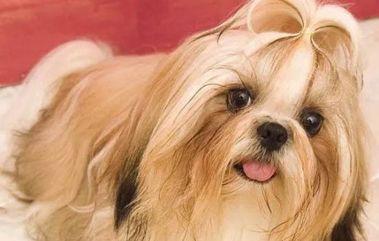 為什么西施犬養(yǎng)的人少