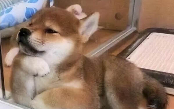狗狗能吃但是越來越瘦
