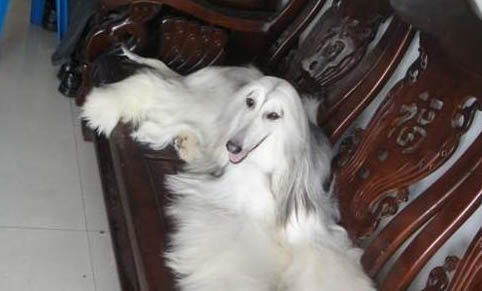 博伊金獵犬真菌感染原因及處理方法