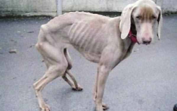 狗狗驅(qū)蟲藥中毒多久死