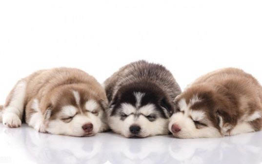 犬細(xì)小病毒用什么藥治療