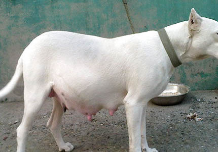 杜高犬十個不養的理由怎么養的