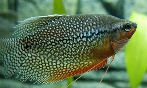 紅箭魚多久喂食一次?