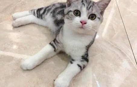 貓癬周期多久