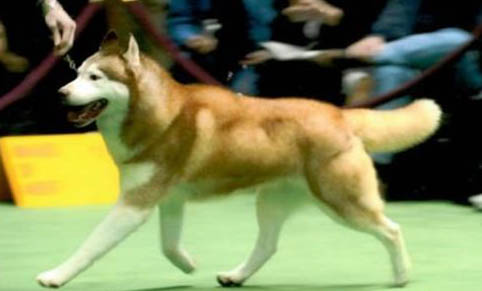 讓哈士奇犬安靜的好方法