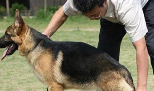 公犬尿道口黃膿