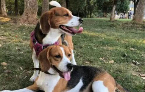 比格犬會長多大