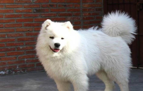 成年愛斯基摩犬多久驅(qū)蟲一次