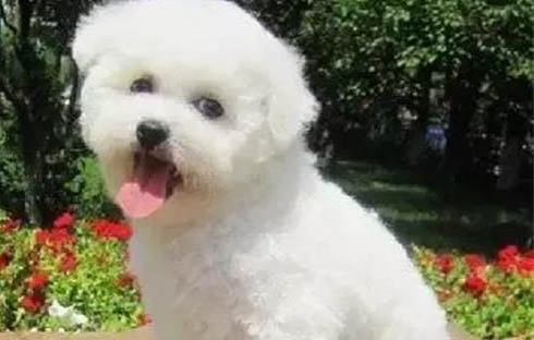 狗狗尿毒癥有哪些癥狀