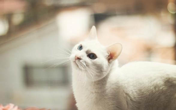 貓可以吃蛋糕嗎