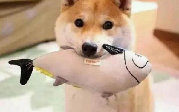 日本柴犬圖片