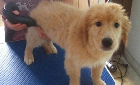 狗狗腿骨折的癥狀