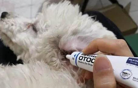 小狗怎么樣才算驅蟲成功