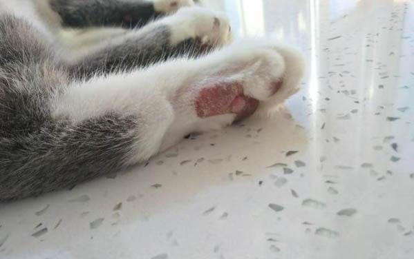 新手如何飼養一個月的小貓
