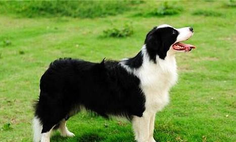 邊境牧羊犬可以吃龍眼嗎