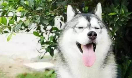 犬心保吃一塊還是半塊