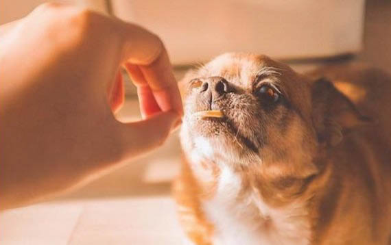 狗狗晚上一直叫,這是為什么?