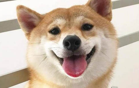 如何科學喂養狗狗