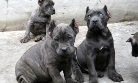 卡斯羅犬幼犬怎么喂養？
