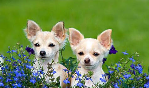 棉花面紗犬哪里有賣