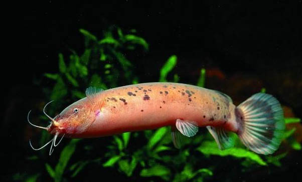 七彩神仙魚和什么魚混養好?
