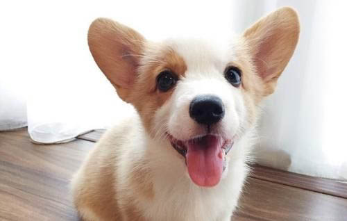狗狗可以吃雞蛋白嗎