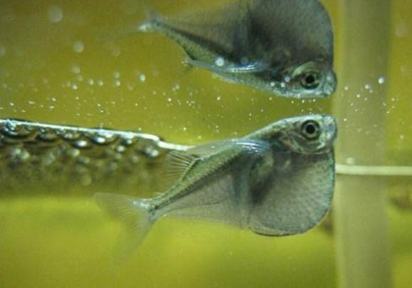 養魚需要困水多久?
