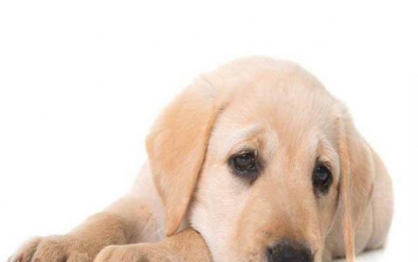 狗身上虱子怎么去除