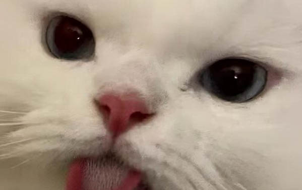 小貓咪能吃蘋果嗎