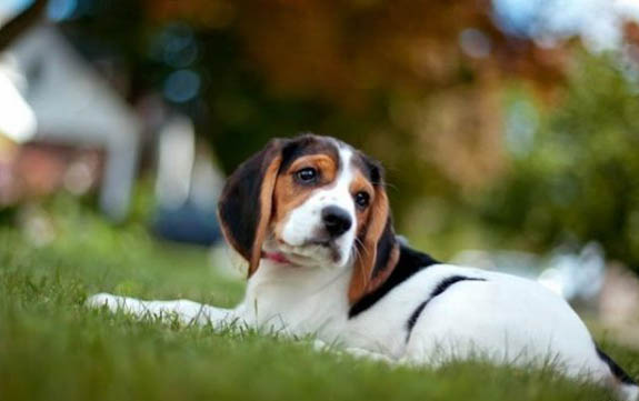比格犬哪里有賣