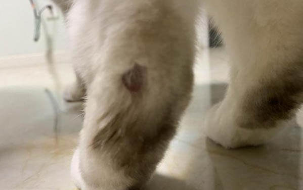 貓咪懷孕能吃益生菌嗎