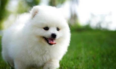 博美犬的壽命一般多久？
