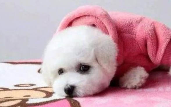 狗肚子皮膚變紅是什么原因