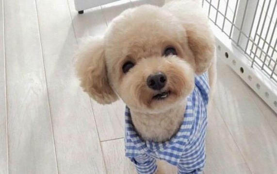 如何為狗狗建立社交