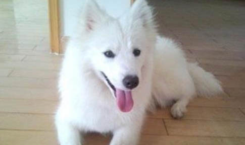 日本銀狐犬優缺點