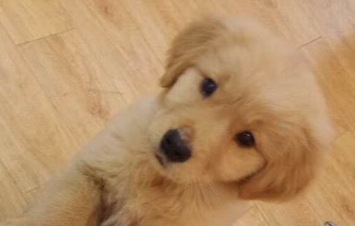 吃什么提高狗狗免疫力
