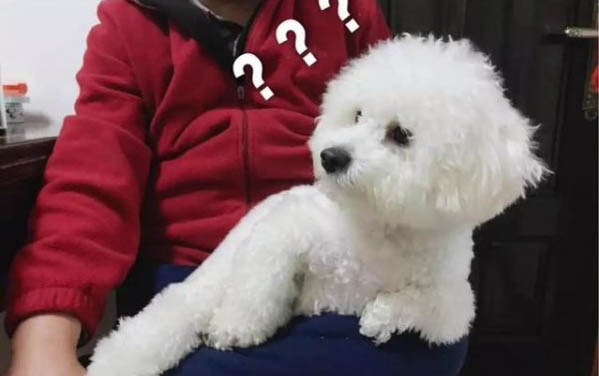 比熊幾個月開始會笑