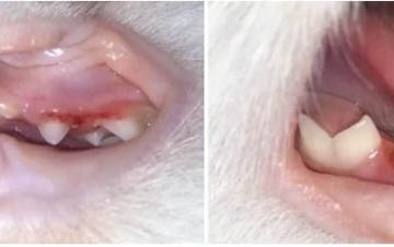 小貓打噴嚏流鼻涕但是食欲也好是怎么回事
