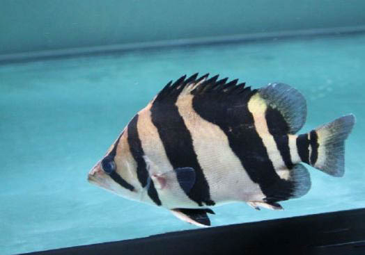 印尼虎魚好養活嗎